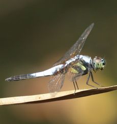 AIr^Cg{ij