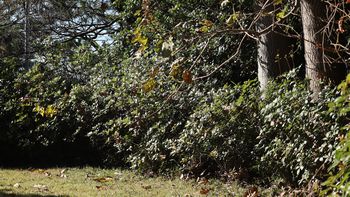 �z�~�`���E�̏W�܂�z���܂�i���ؓ��j