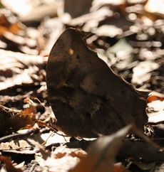 �N���R�m�}�i��X���j