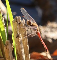 �I�I�A�I�C�g�g���{���i�����j