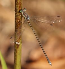 �A�L�A�J�l���i�����j