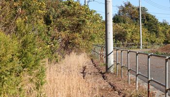 �z�\�~�̂���щ��i�ÊԖ؁j