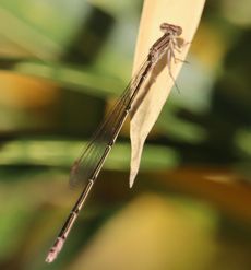 �z�\�~�C�g�g���{�i�ÊԖ؁j
