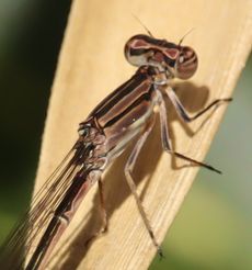 �z�\�~�C�g�g���{�i�ÊԖ؁j
