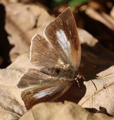 �E���M���V�W�~���i�ÊԖ؁j