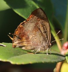 �����T�L�c�o�����i���ؓ��j