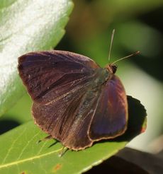 �����T�L�c�o�����i���ؓ��j