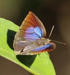 �����T�L�V�W�~���i���ؓ��j