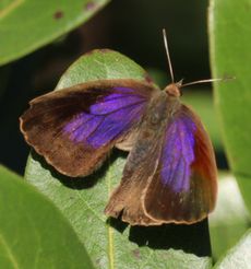 �����T�L�c�o�����i���ؓ��j