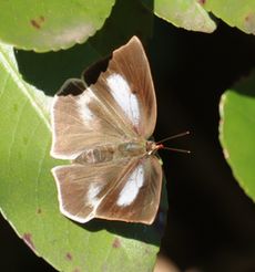 �E���M���V�W�~���i���ؓ��j