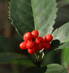 �Z�������E�i���ؓ��j