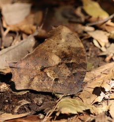 �N���R�m�}�i��X���j