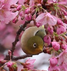 ŋz郁Wiˁj