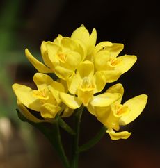 LiXj