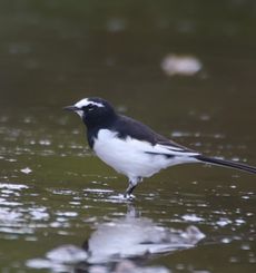 YY