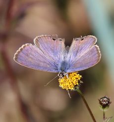 �E���i�~�V�W�~�i���ؓ��j