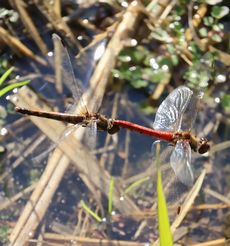 �A�L�A�J�l�Y���i���ؓ��j