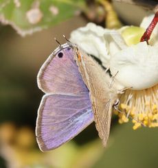 �`���o�i�ƃE���i�~�V�W�~�i���ؓ��j