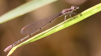 �z�\�~�C�g�g���{�i���ؓ��j