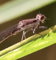 �z�\�~�C�g�g���{�i���ؓ��j