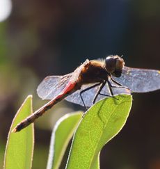 �A�L�A�J�l���i���ؓ��j