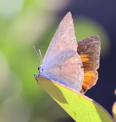 �E���M���V�W�~���i���ؓ��j