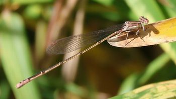 �z�\�~�C�g�g���{�i���ؓ��j