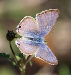 �E���i�~�V�W�~�i���ؓ��j