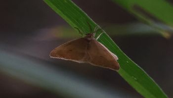 �t���V���N�i��X���j