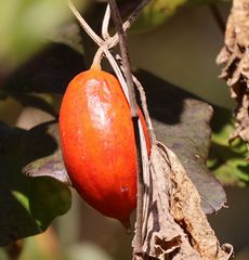 �J���X�E���i��X���j