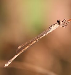 �z�\�~�I�c�l���g���{���i����������j