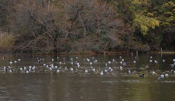 �������̃z�V�n�W���i�����j