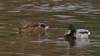 �}�K���i�����j