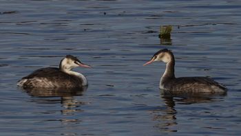 �J�������J�C�c�u���i�����j