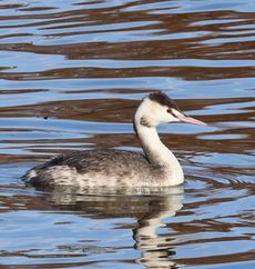 �J�������J�C�c�u���i�����j