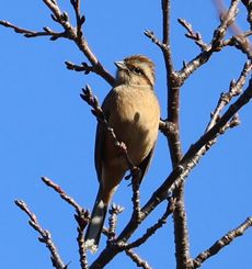 �z�I�W�����i���ؓ��j