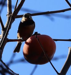 ���}�K���i���ؓ��j