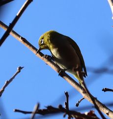 ���W���i���ؓ��j