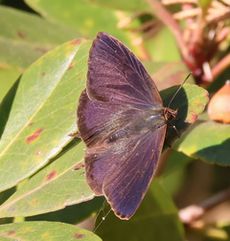 �����T�L�c�o���E���i���ؓ��j