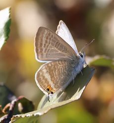 �E���i�~�V�W�~�i���ؓ��j