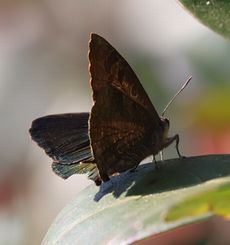 �����T�L�c�o�����i���ؓ��j