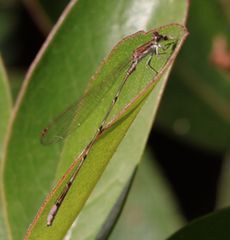 �z�\�~�C�g�g���{�i���ؓ��j