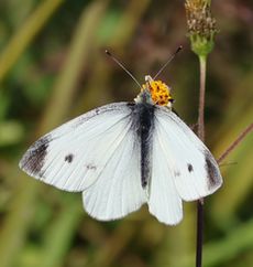 �����V���`���E�i�]�ː�y��j