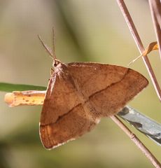 �N���X�W�t���G�_�V���N�i����������j