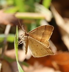 �N���X�W�t���G�_�V���N�i����������j