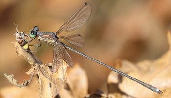 �I�I�A�I�C�g�g���{���i����������j