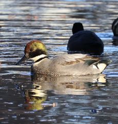 ���V�K�����i�����j