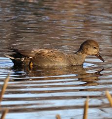 �I�J���V�K�����i�����j