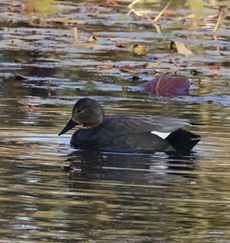 �I�J���V�K�����i�����j