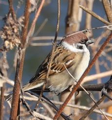 �X�Y���i�x�m��j